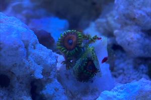 Eagle Eye Zoanthid