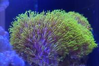 Green Star Polyp Thumbnail