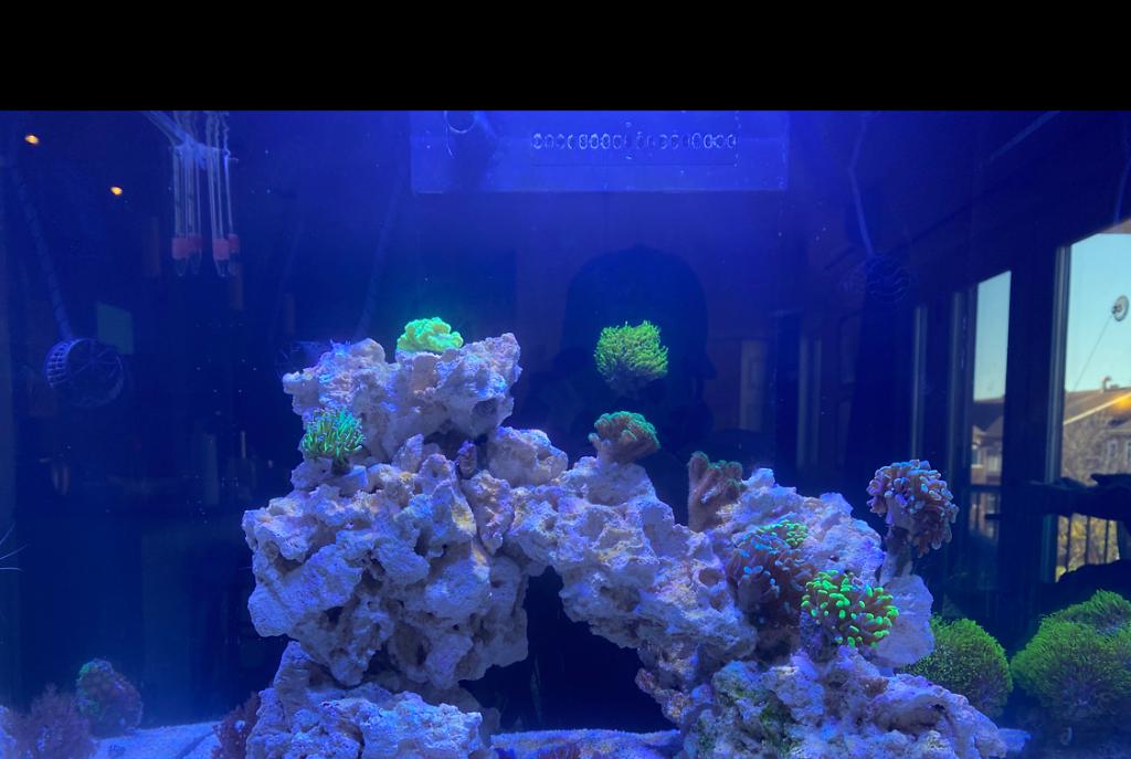 Red Sea Reefer 170 on Oct 12, 2020