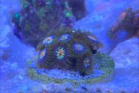 Pinwheel Zoanthid Thumbnail