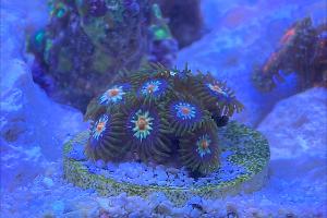 Pinwheel Zoanthid