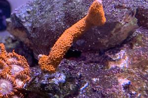 Montipora Forest Fire Thumbnail