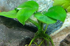 Anubias Barteri v.Nana Thumbnail