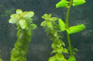 Bacopa Amplexicaulis Thumbnail