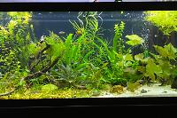 My 75 Gallon on Oct 13, 2020