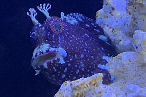 Starry Blenny Thumbnail