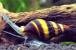 Assassin Snail Thumbnail