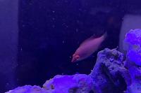 Pink-Streaked Wrasse Thumbnail