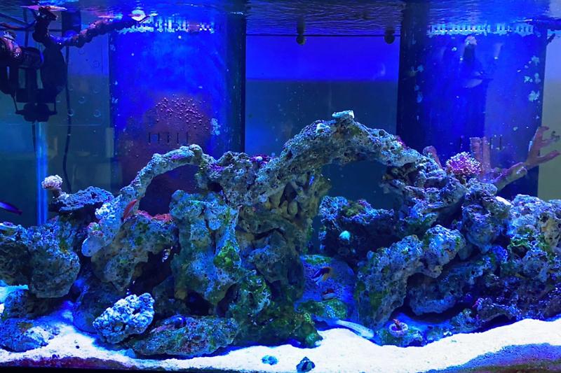 200gal reef Thumbnail