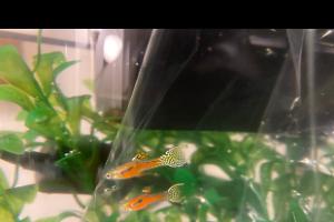 Orange Endler’s Guppy Thumbnail