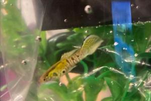 Yellow Endler’s Guppy Thumbnail