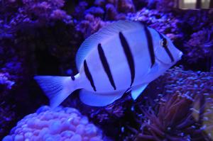 convict tang Thumbnail