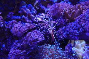 cleaner shrimp Thumbnail