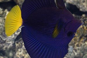 Purple Tang Thumbnail