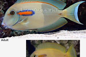 Orangeshoulder Tang Thumbnail