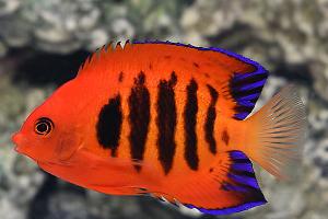 Flame Angelfish Thumbnail