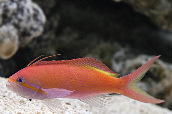 Carberryi Anthias / Nemanthias carberryi 40