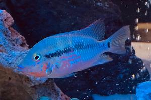 Firemouth Cichlid Thumbnail