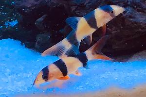 Clown Loaches Thumbnail