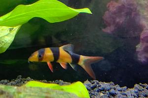 Clown Loach Thumbnail