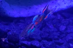 Blue Endler Guppy Thumbnail