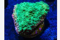 Spearmint Montipora Thumbnail