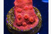 Tyree Brick Red Cyphastrea Thumbnail