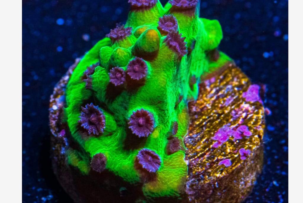 Mardi Gras Cyphastrea