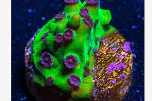 Mardi Gras Cyphastrea Thumbnail