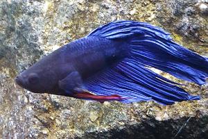 Betta azul Thumbnail