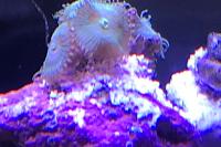 Green Button Zooanthid Thumbnail