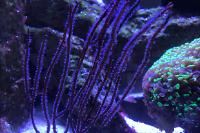 Red Finger Goegonian Thumbnail