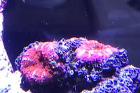 Acan Coral Thumbnail