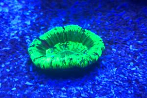 Brain coral Thumbnail