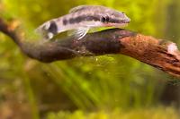 Otocinclus Catfish Thumbnail