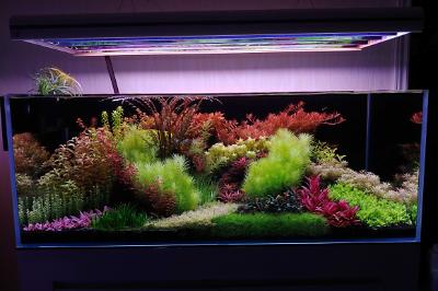 90 Gallon Custom on Oct 18, 2020