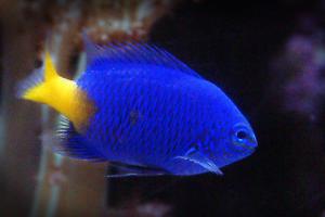 Yellowtail Blue Damsel Thumbnail