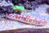 Sea Cucumber Thumbnail