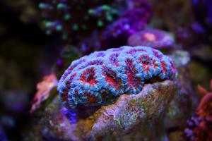 Acan