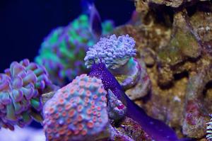 Starry Blenny