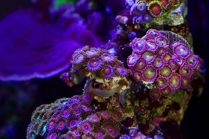 Zoas