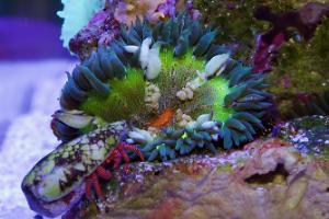 Rock Flower Anemone