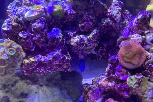 Evo 13.5 Reef Thumbnail