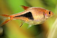 Black Harlequin Rasbora Thumbnail