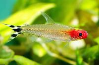 True Rummynose Tetra Thumbnail