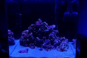 Reef 10 Thumbnail