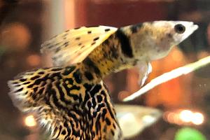 King Cobra Tiger Guppy male Thumbnail