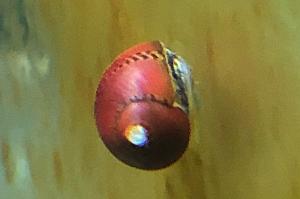 Nerite Snail- Red Racer Thumbnail