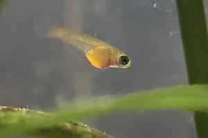 Baby guppy Thumbnail