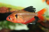 Red Tetra Thumbnail